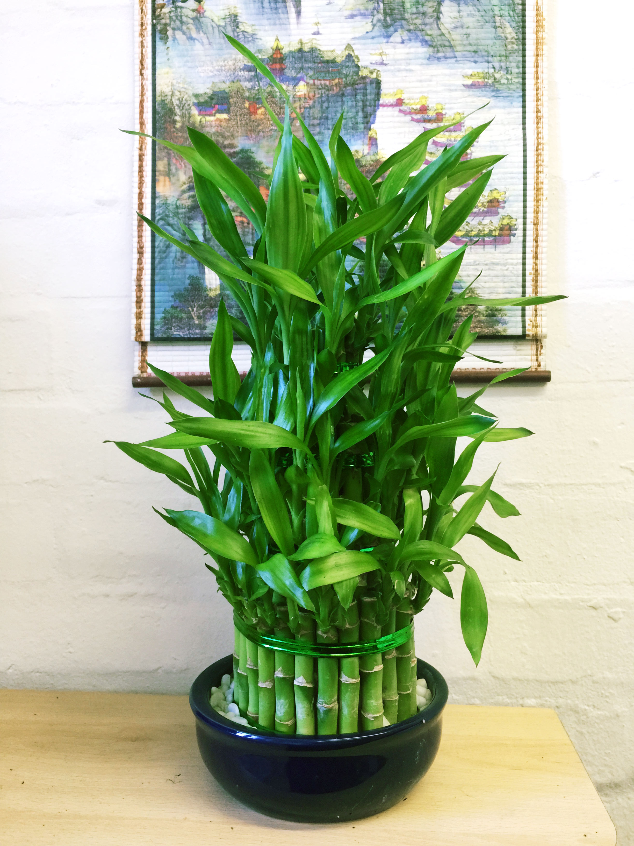 1 LUCKY BAMBOO RIBBON PLANT EVERGREEN INDOOR BONSAI IN CERAMIC POT FOR